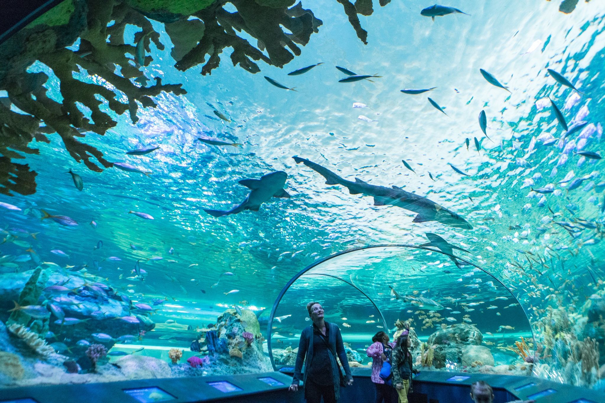 Ripley’s Aquarium